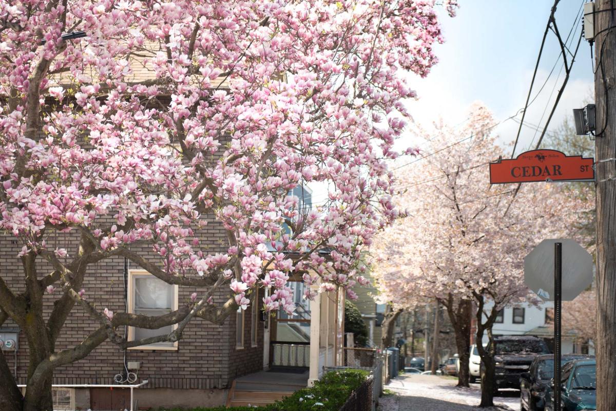 Spring Blossoms Depeyster Street 02